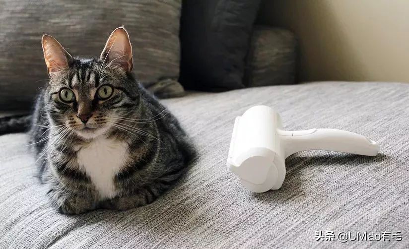 刷毛神器猫毛清理器,真正好用的猫去毛神器