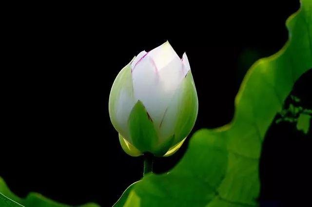 广州有荷花的地方,广州周边的荷花景点推荐