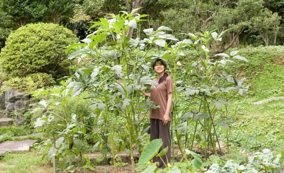 秋葵有伟哥的功效,秋葵为啥是植物伟哥