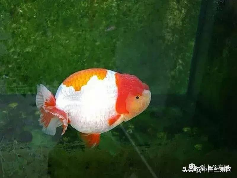 兰寿金鱼鲨鱼鳍品种图片大全,金鱼泰狮与兰寿是一个品种吗