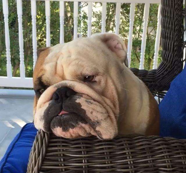 狗狗得了耳螨会耳道破损发炎吗,狗狗得了耳螨身上起疙瘩么