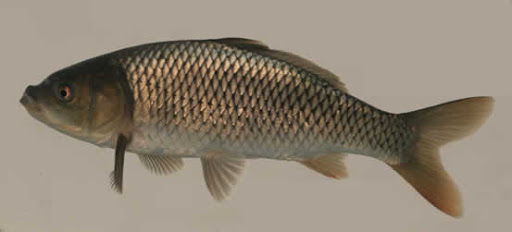 星云湖的危机：太湖银鱼“祸害”30年，如今又患“营养病”？