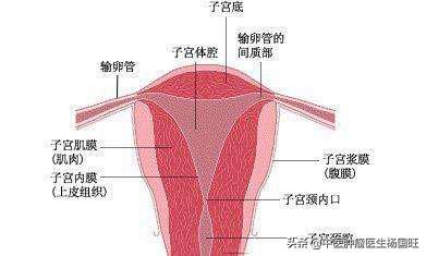 乳腺癌内分泌治疗导致子宫内膜厚,乳腺癌内分泌治疗后子宫内膜增厚
