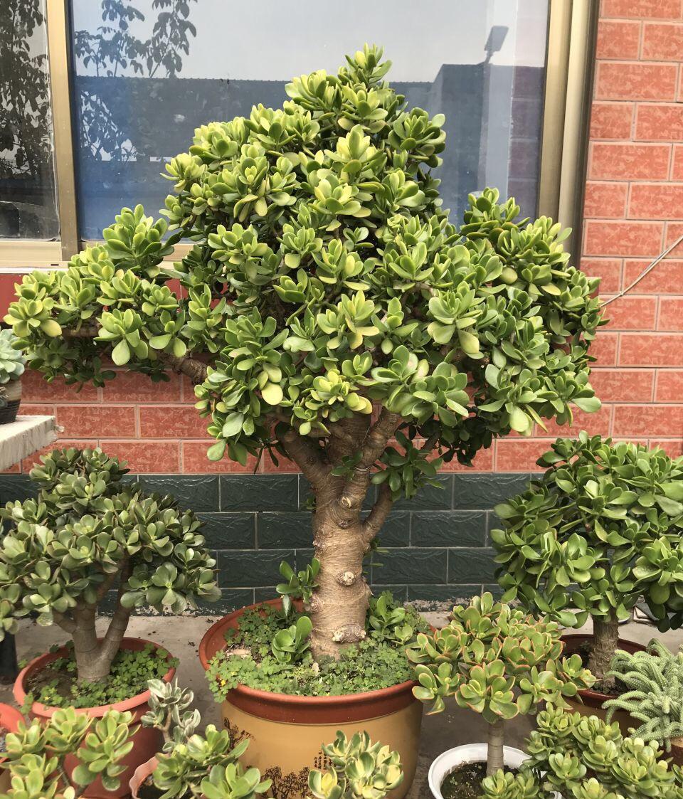 家庭盆景既好养又有观赏价值,各种小盆景大全图片