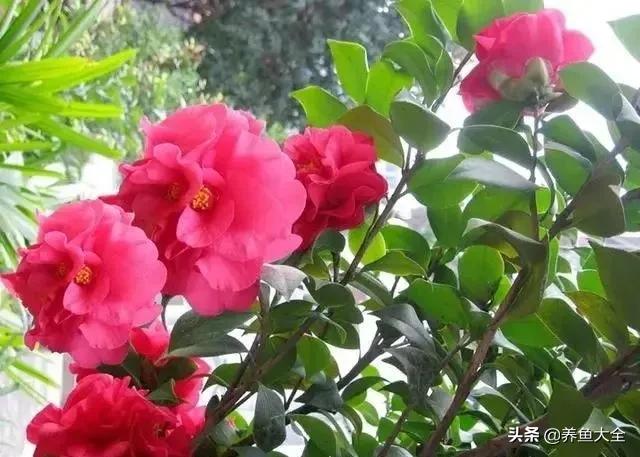 花卉盆栽的造型和修剪技术,盆栽花卉修剪方法