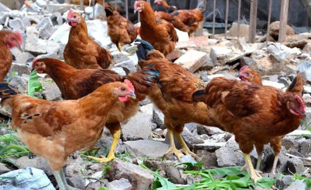 鸡拉白色和绿色粪便怎么治,鸡拉绿色粪便怎么治