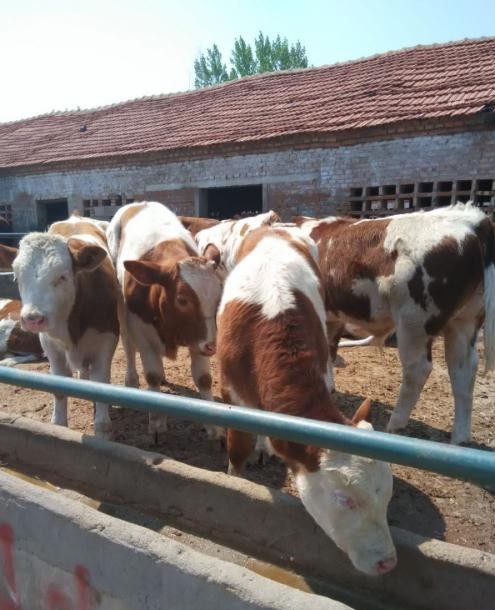 老手养牛20只一年赚多少钱,教养牛20只黄牛一年赚多少钱