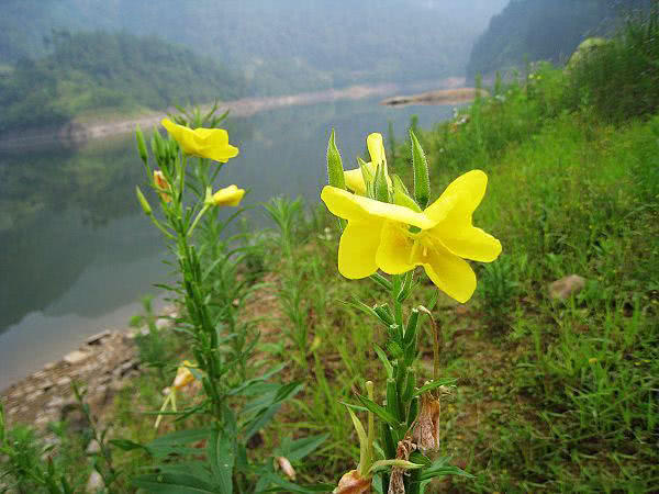 钓了这么多年鱼,有人钓到100多斤的大鳄龟