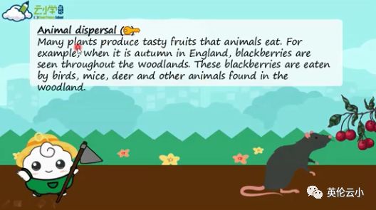 植物是怎么传播种子的二年级上册,植物传播种子方法有哪些举例说明