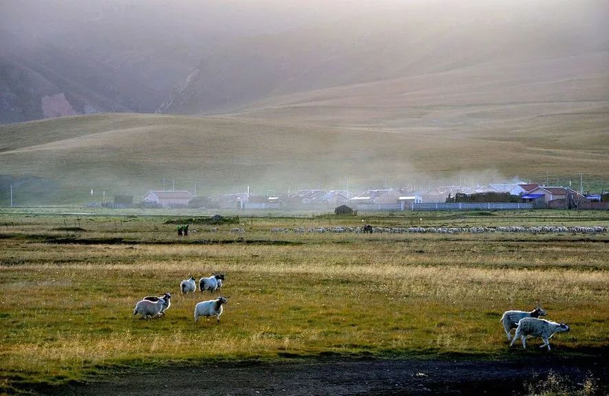 若诗若画若尔盖美景,若诗若画若尔盖文案