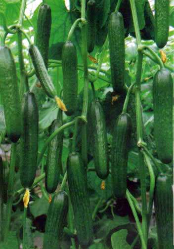 黄瓜无土栽培营养液,黄瓜无土栽培亩产量