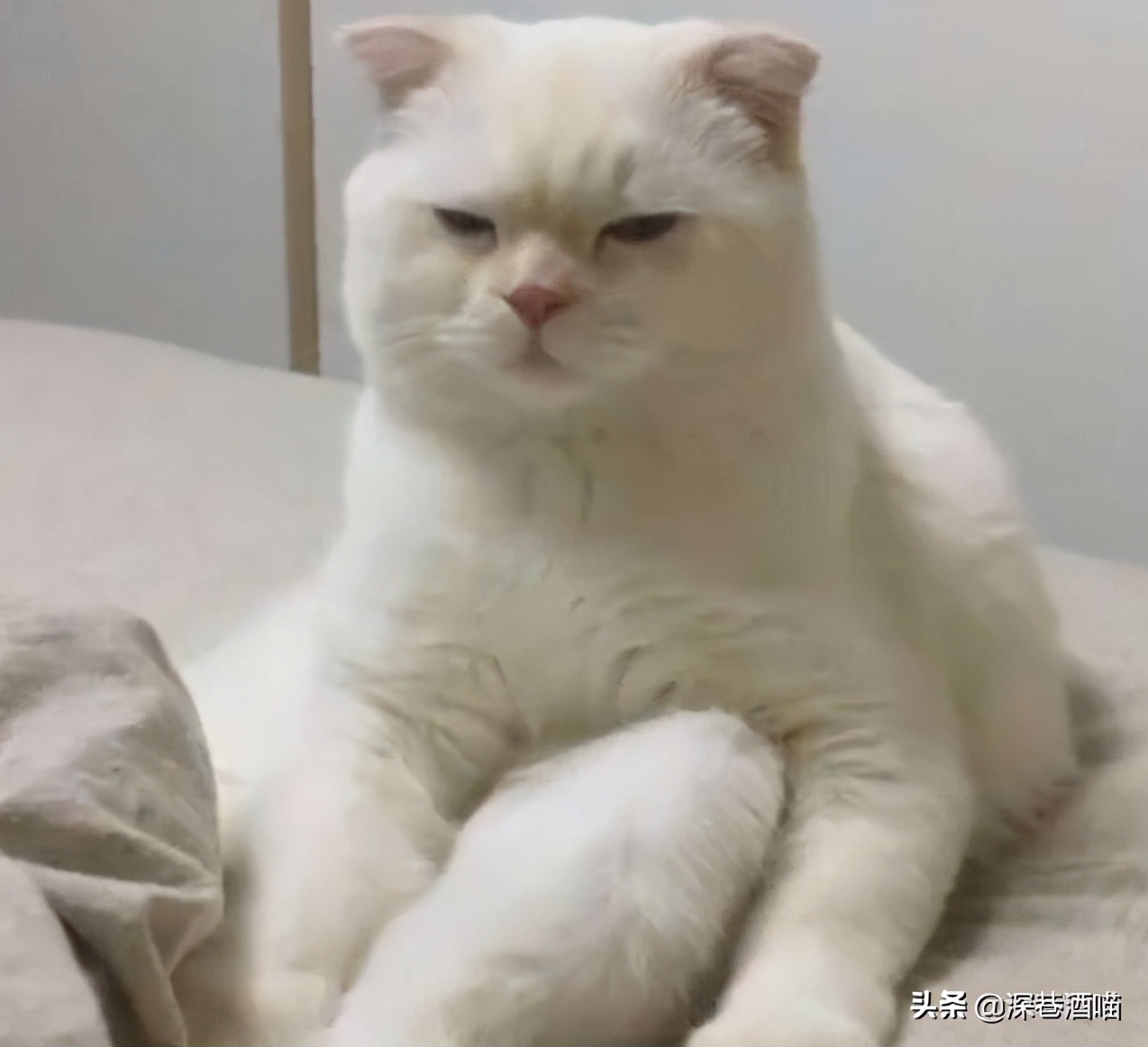 想要猫咪干净,想要猫咪毛色好怎么办