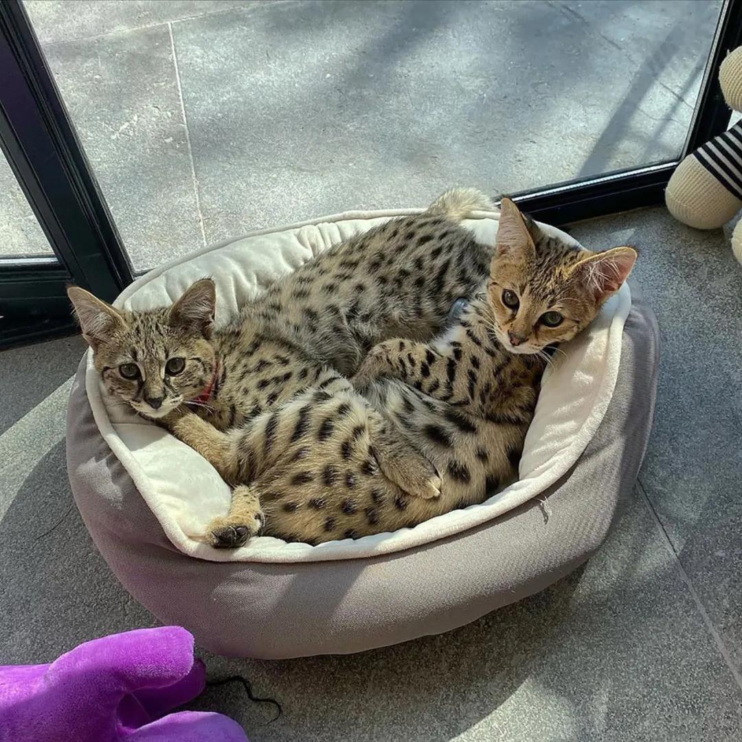 狞猫耳朵非常漂亮会旋转,狞猫的耳朵好可爱