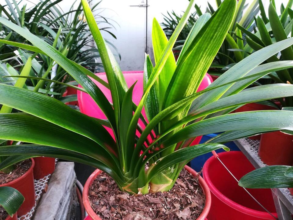 君子兰的换盆方法及注意事项,君子兰换盆后能用日本101生长素吗