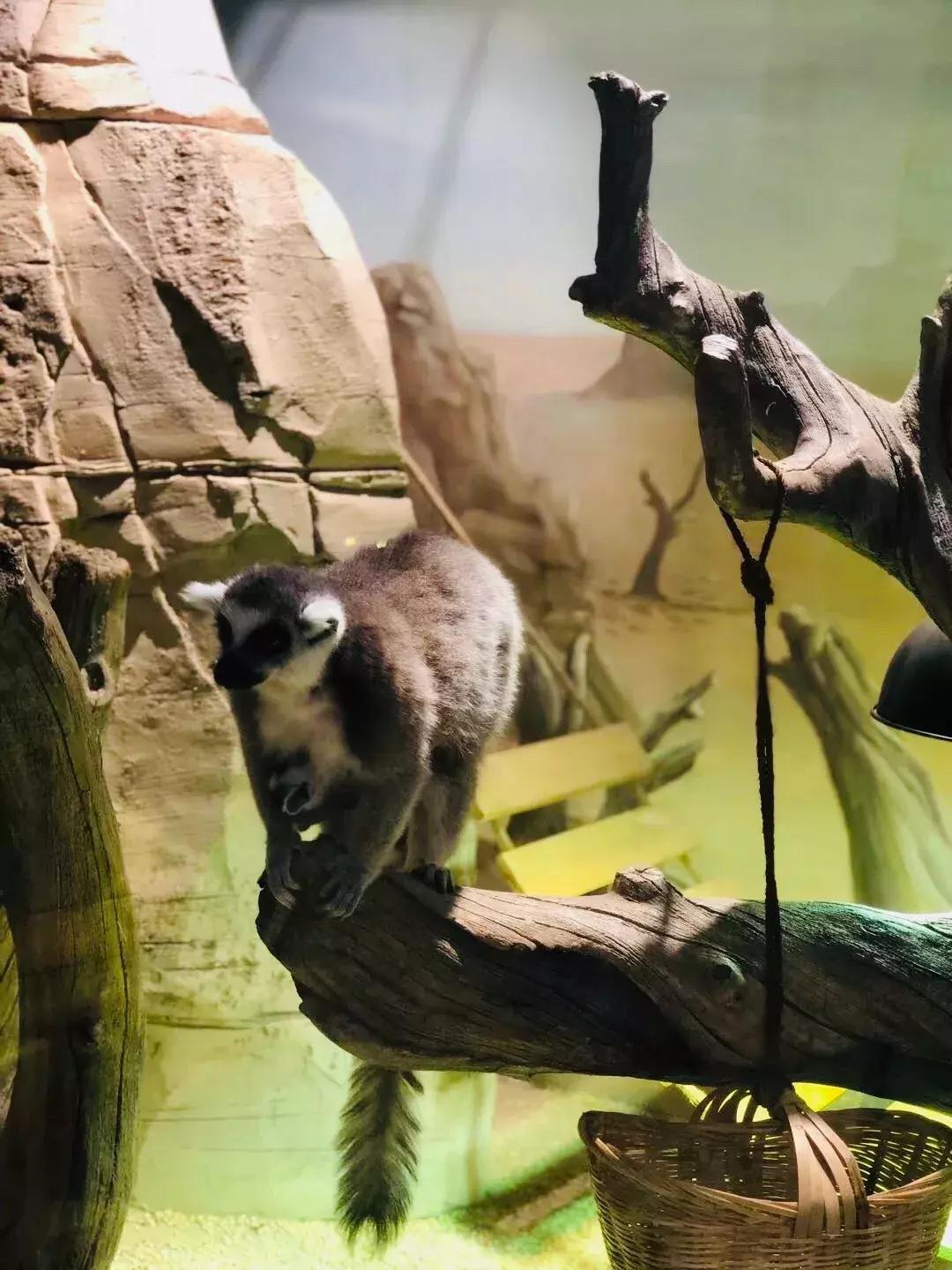 郑州奥林匹克公园萌宠乐园,郑州萌宠乐园长什么样子