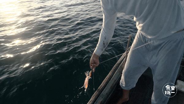 它叫宅鱿，但它和宅男宅女真的不熟！