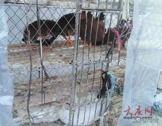 2019年大鹅市场价格,最近几年大鹅价格走势图