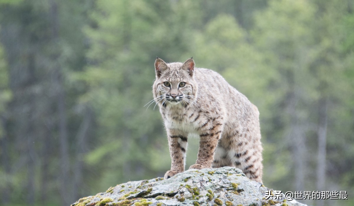 猫科动物日常捕食,猫科动物的日常捕食