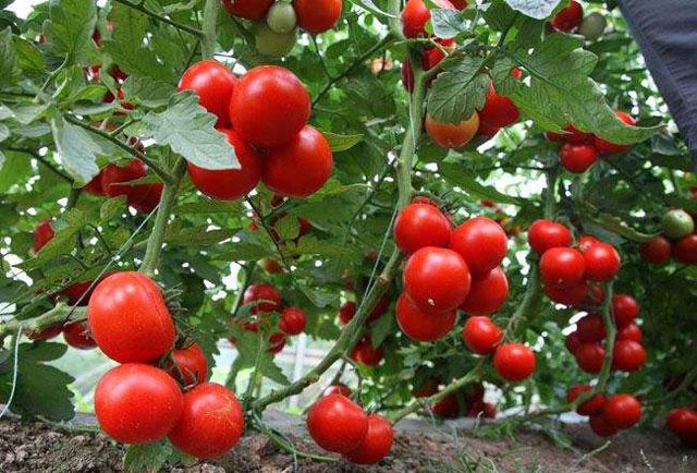 西红柿根腐病危害症状,西红柿茎基腐病原因