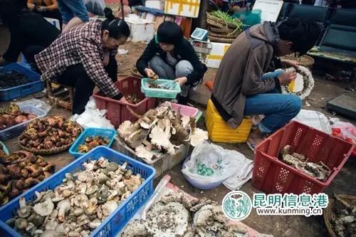 昆明旅游购物攻略大全最新,昆明旅游吃喝指南推荐地方在哪里