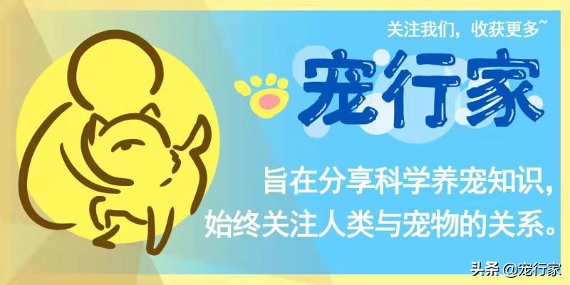 猫的呕吐物很油,猫呕吐的原因及治疗办法