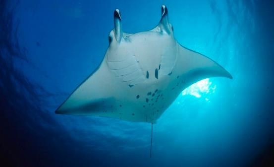 路亚鱼种类大全,长江鱼种类大全图片