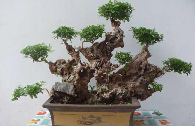 怎么打造黄金棍盆景,黄金棍盆景图片大全