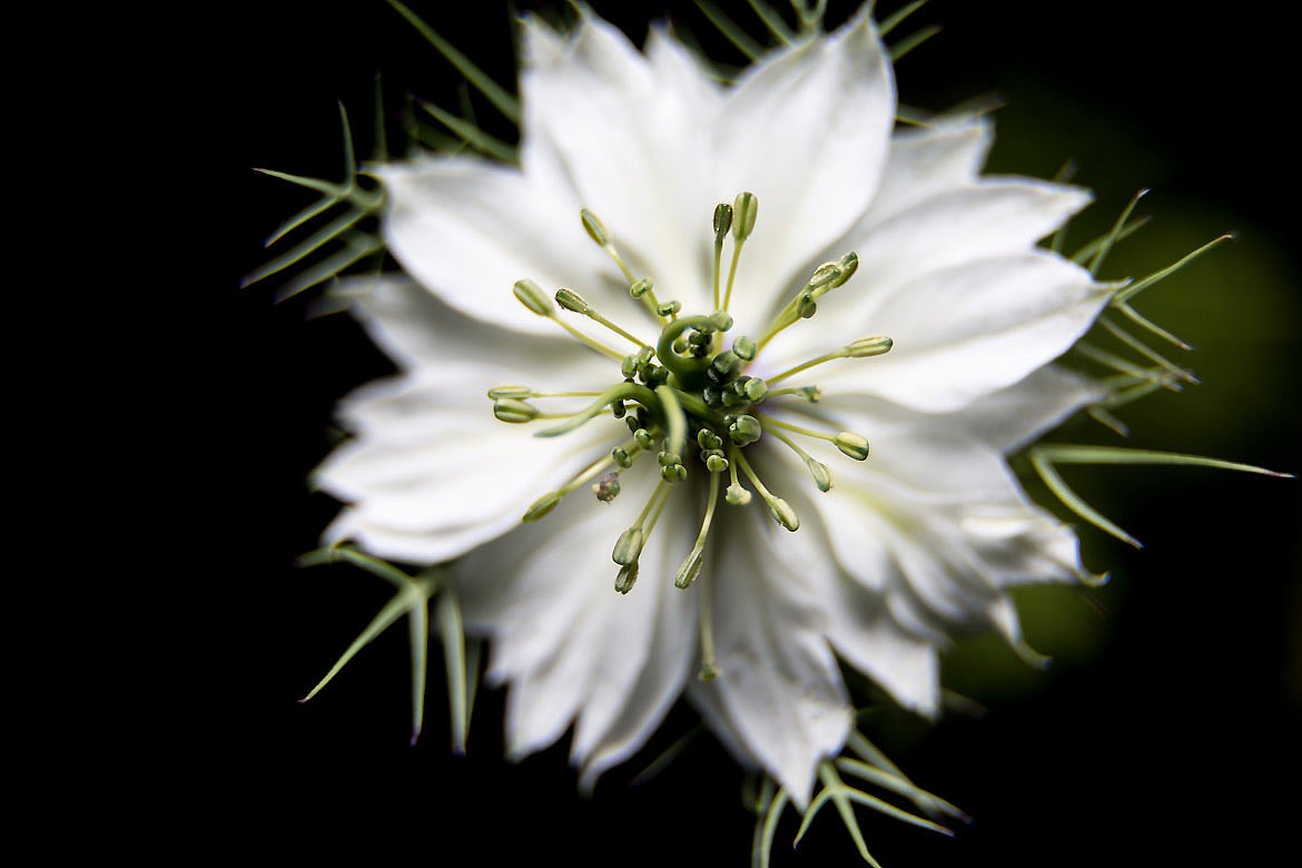 五星酒店威斯汀白茶,五星酒店同款洗护