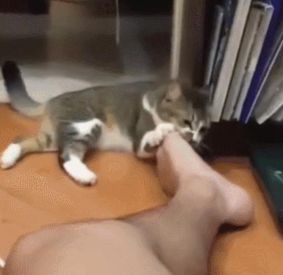 好不容易养大的猫被猪拱了,猫为什么喜欢被猪拱