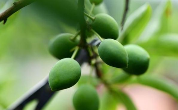 恐龙蛋李子怎样种植,恐龙蛋李子的种植前景