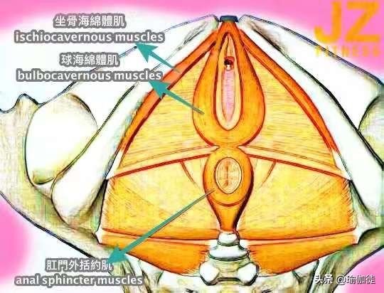 盆底肌的锻炼凯格尔运动,凯格尔运动盆底肌训练的基础动作