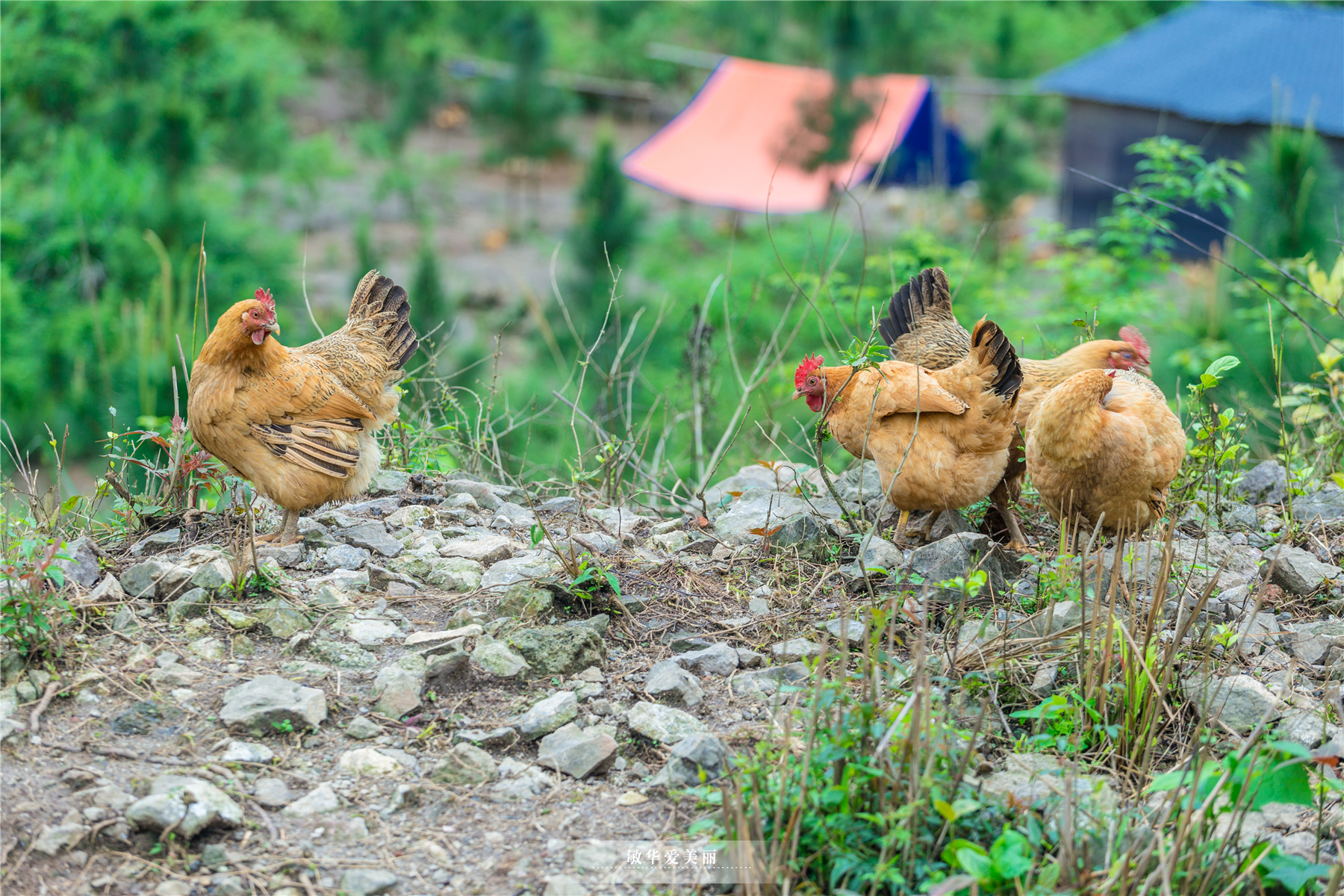 阳朔美食全攻略,阳朔必吃美食攻略
