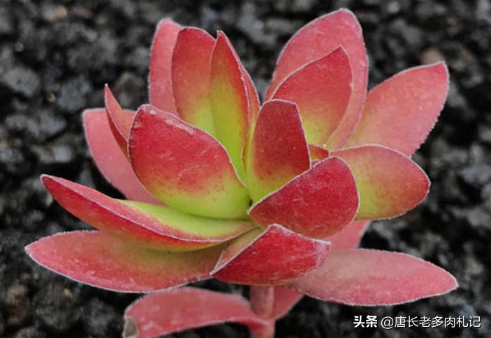 多肉天狗之舞不停的长侧芽,多肉品种天狗之舞