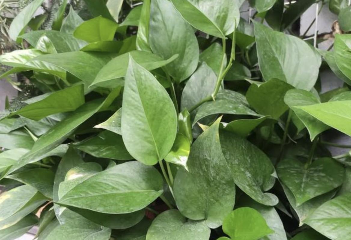 养的绿萝会爬墙,绿萝爬墙经验