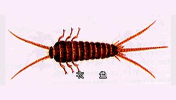 衣鱼防治,衣鱼怎么彻底消灭