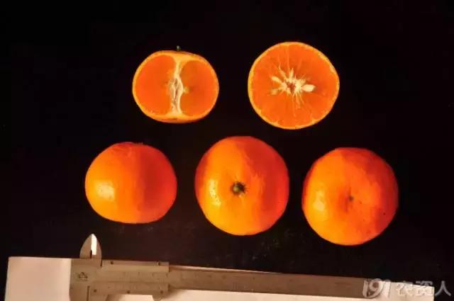 柑橘新优优缺点,设施柑橘新品种优缺点