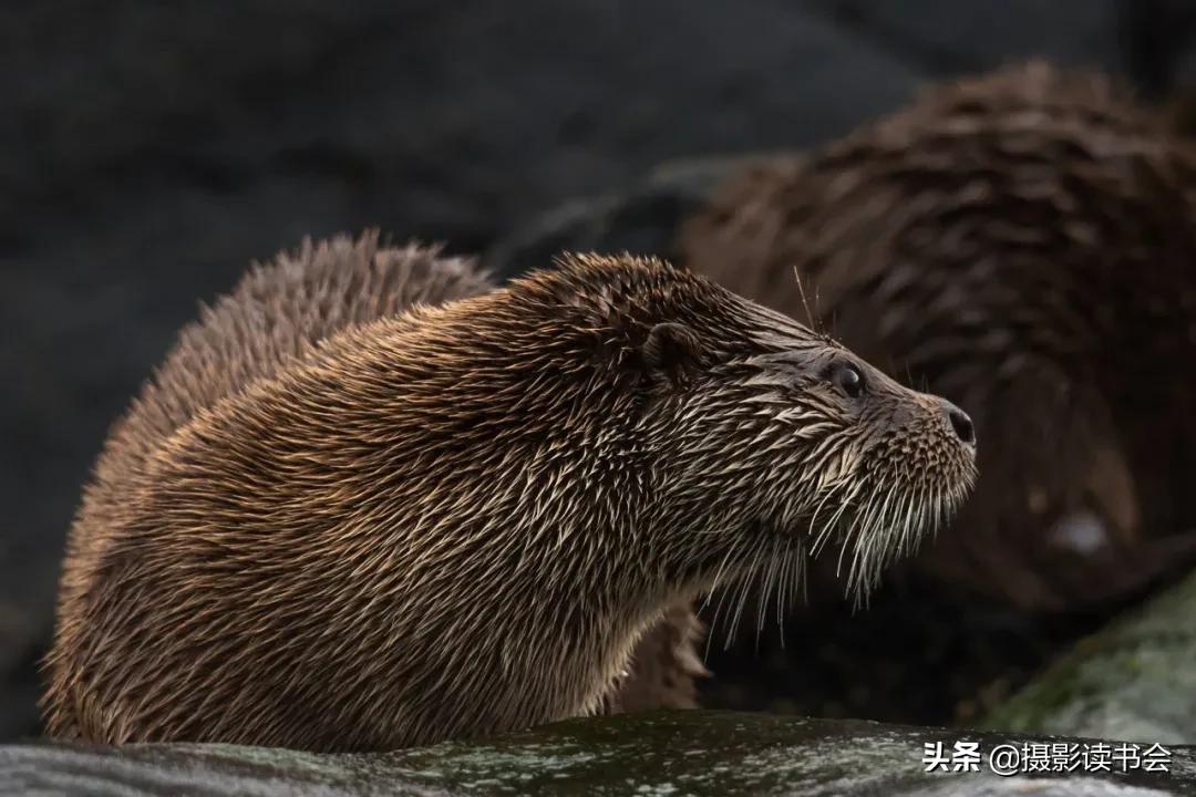 尼康拍野生动物,这位摄影师