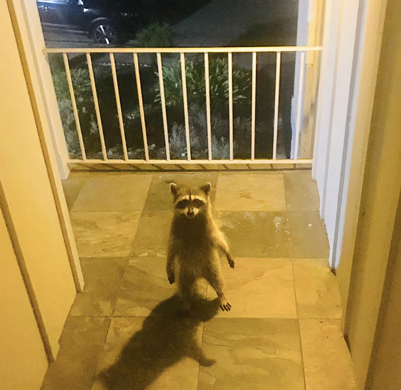 搞笑小浣熊图片,可爱的浣熊图片卡通