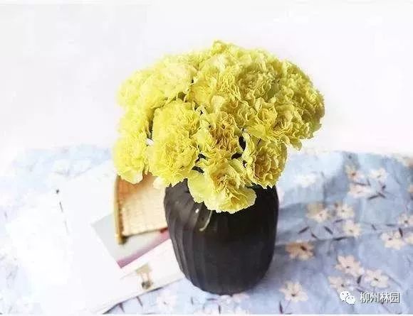 父亲节折什么花给父亲好,父亲节送给父亲什么