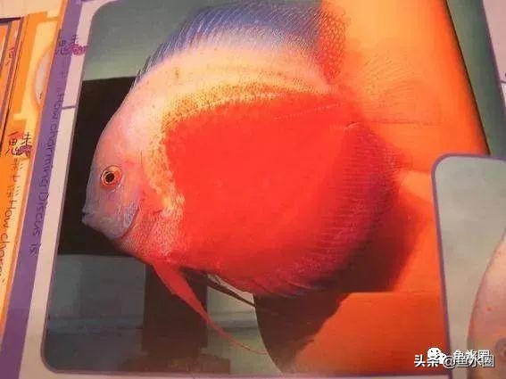 七彩神仙品系图谱,七彩神仙全系品种介绍