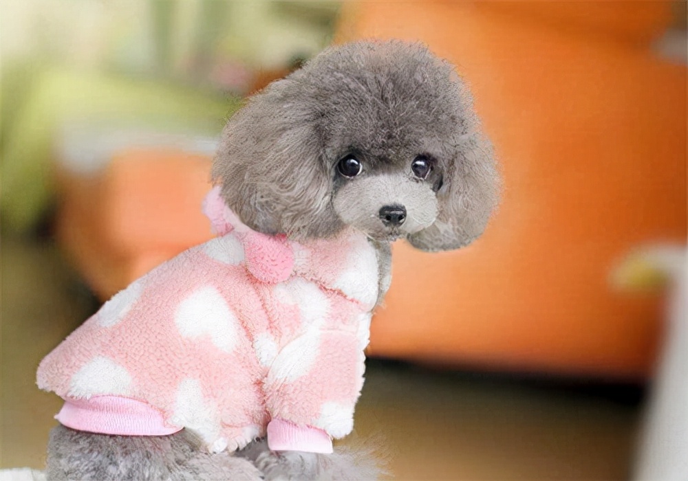 母泰迪几个月来月经？体质不一样时间也不一样，一样的是注意护理