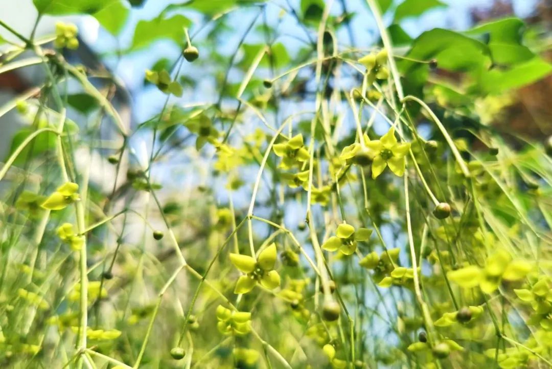 春天的绿色风景,春天的绿色是什么绿