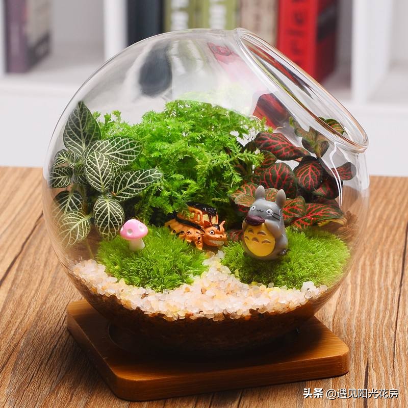 花盆里的苔藓用什么方法去除,室内盆栽铺苔藓对植物有好处吗