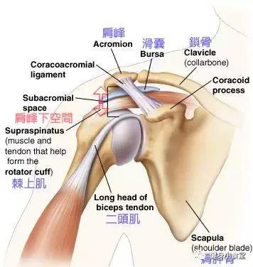 健身时如何避免肩关节损伤,健身改善肩关节受限训练方法