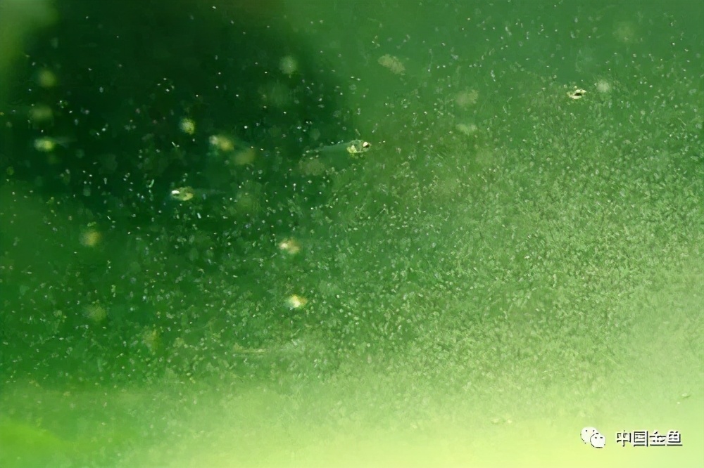 金鱼幼苗喂养正确方法,金鱼秋季繁殖小苗如何饲养