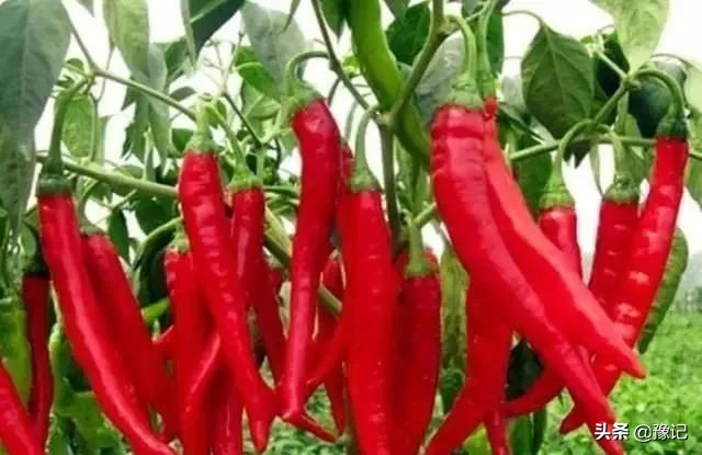 河南辣椒之乡在什么地方,河南哪里盛产辣椒最多
