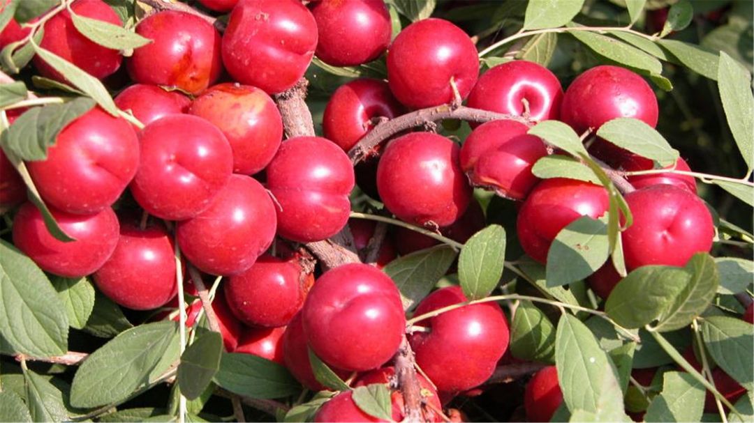 欧李，老家特有的山珍