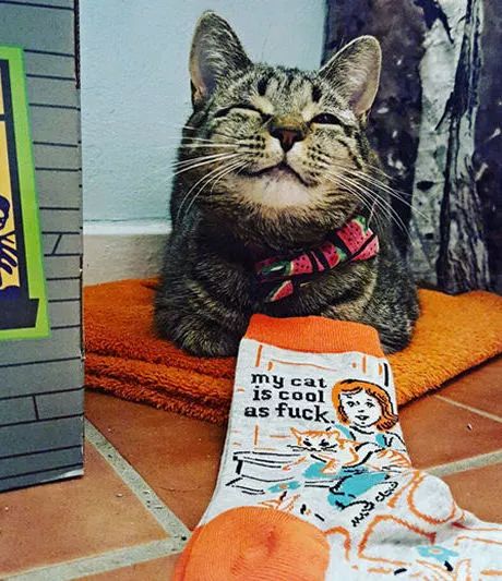 一只猫治愈了抑郁症,猫竟然能治愈抑郁症