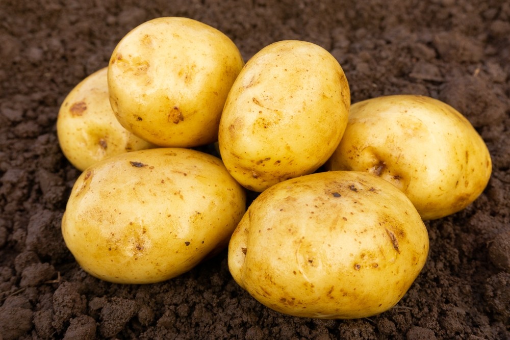 法国菜的起源和发展历程,全面了解法国菜