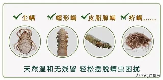 螨虫的小红疙瘩如何消退,家里有螨虫过敏者